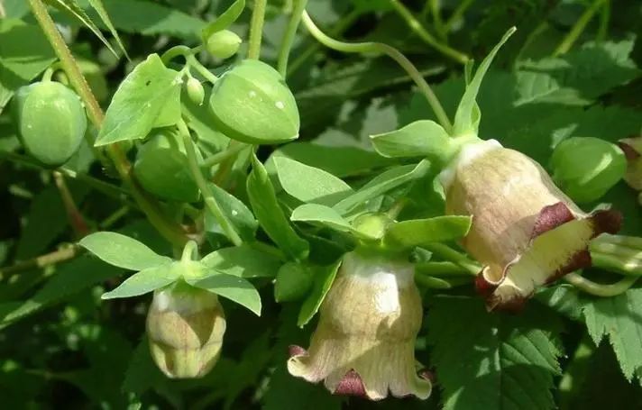 The Effects and Functions of Codonopsis (Dang Shen)