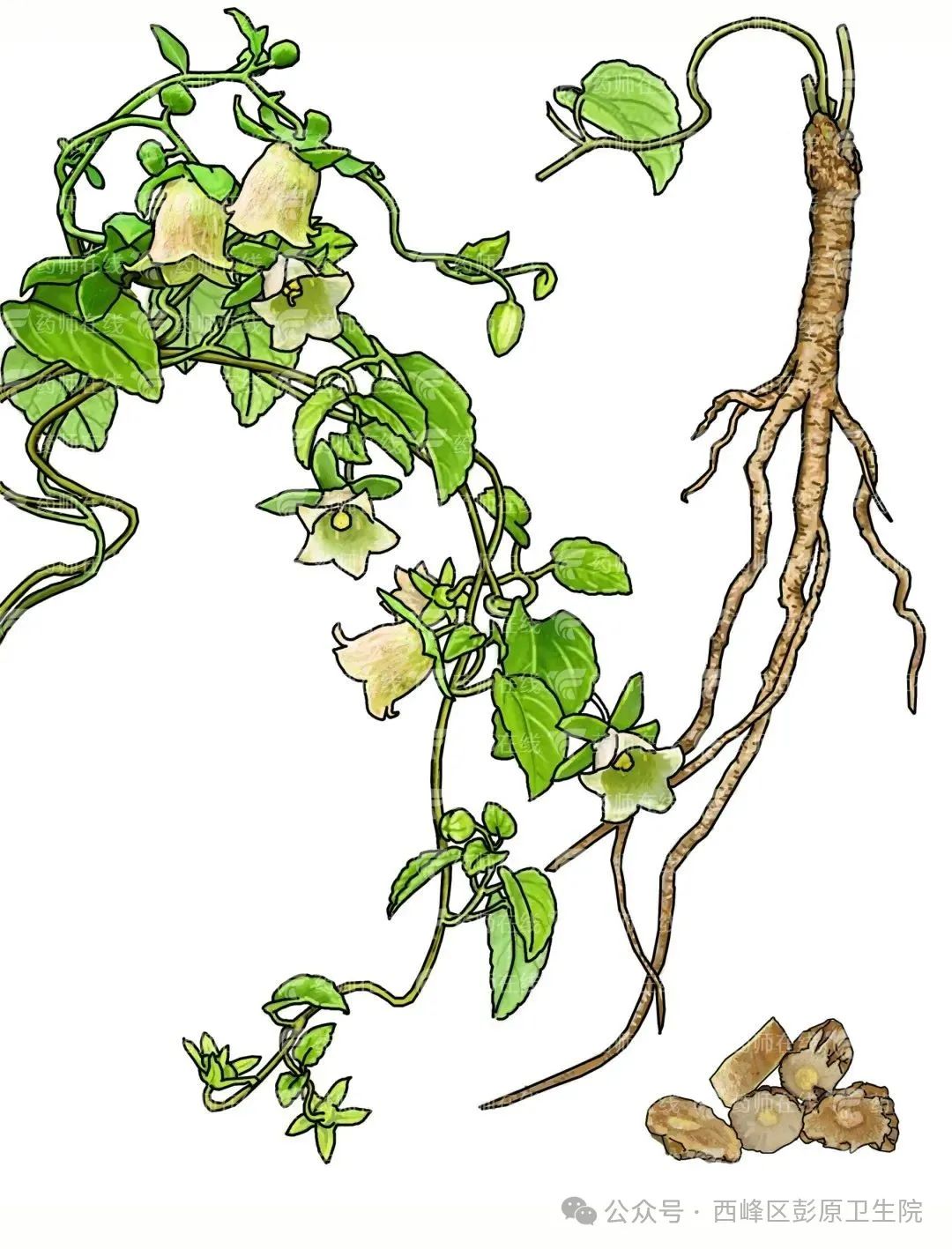 Top Ten Medicinal Herbs: Codonopsis (Dang Shen)