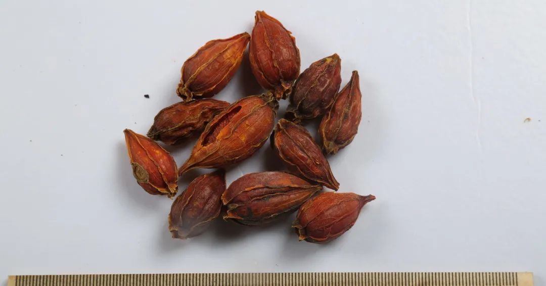 Common Chinese Herbs for Clearing Heat in Daily Life
