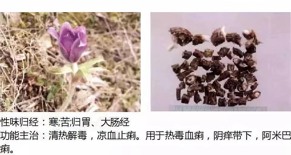 Illustrated Guide to Over 500 Chinese Medicinal Herbs (Including Therapeutic Effects)