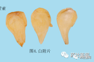 Traditional Chinese Medicine Herb - Fuzi (Aconiti Lateralis Radix Praeparata)