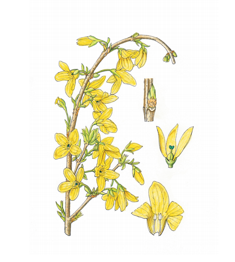 The Health Benefits of Forsythia: Are You Still Confusing It with Jasmine?