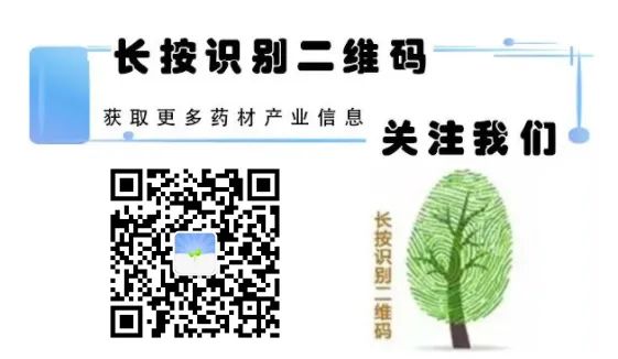 How to Cultivate Ginseng?