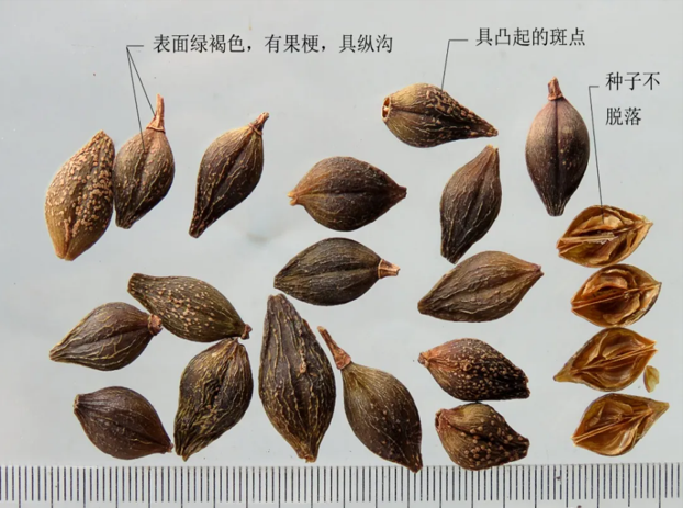 Lian Qiao: I Am Not Forsythia, Spring Comes with Me