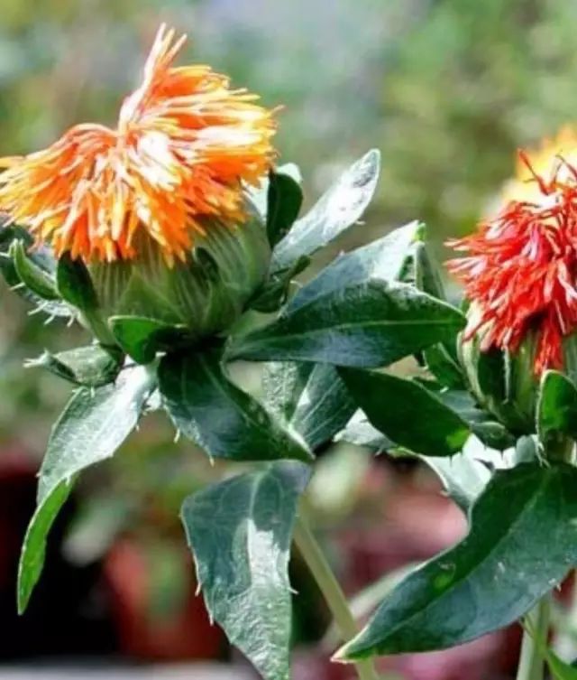 Traditional Chinese Medicine Insights: Blood Activating and Pain Relieving Properties of Safflower