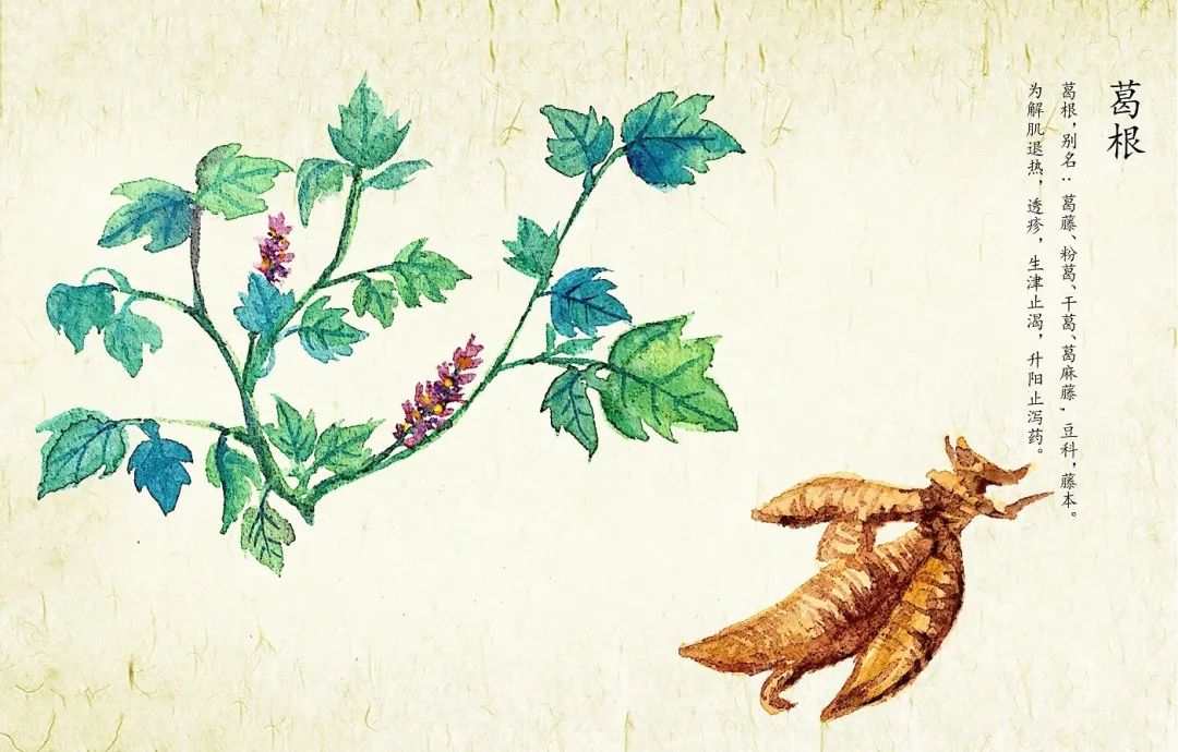 Three Combinations of Chinese Herbs Commonly Used for Activating Blood Circulation and Resolving Stasis