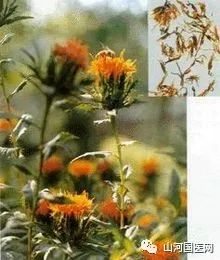 Traditional Chinese Medicine: Safflower (Hóng Huā)