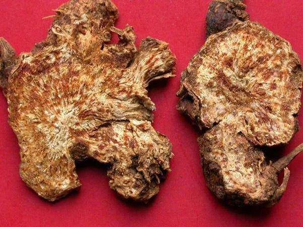 Transforming Dampness: The Role of Cang Zhu (Atractylodes lancea) in Traditional Chinese Medicine