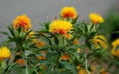 Daily Herb 102: Safflower - Do You Know the Origin of Rouge?