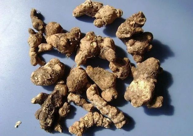 Transforming Dampness: The Role of Cang Zhu (Atractylodes lancea) in Traditional Chinese Medicine
