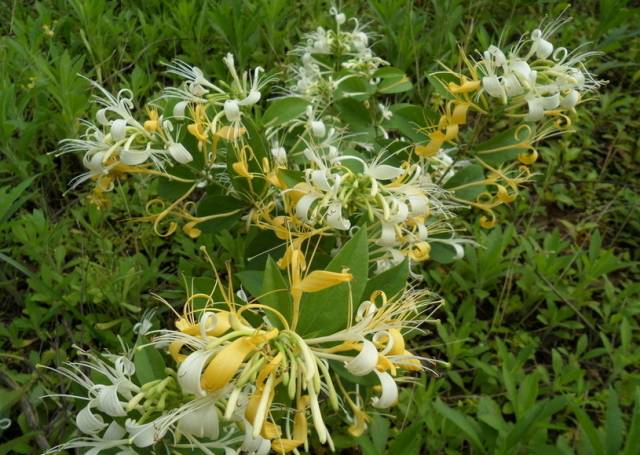 A Comprehensive Guide to 50 Common Medicinal Herbs in Rural China