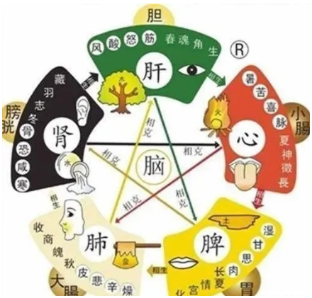 A Detailed Explanation of the Interrelationships of the Five Organs and Six Bowels in Traditional Chinese Medicine