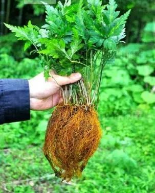 Huang Lian: A Remarkable Antibacterial and Anti-inflammatory Herb