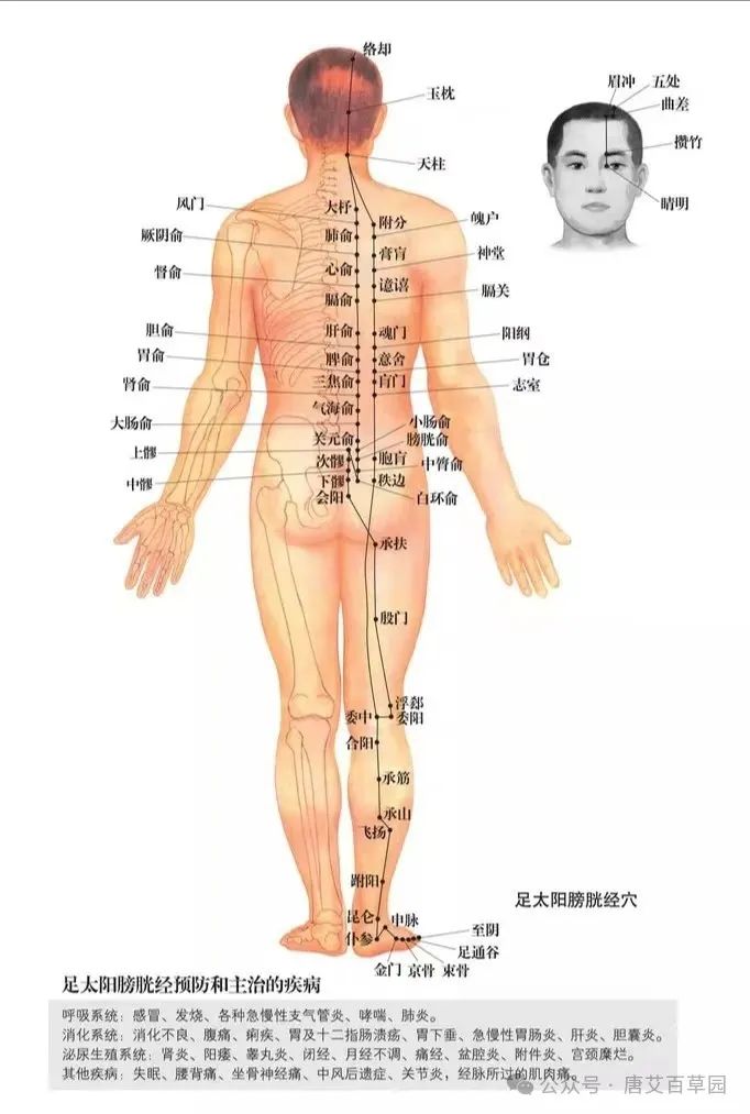 How to Use Moxibustion for Lower Back and Leg Pain
