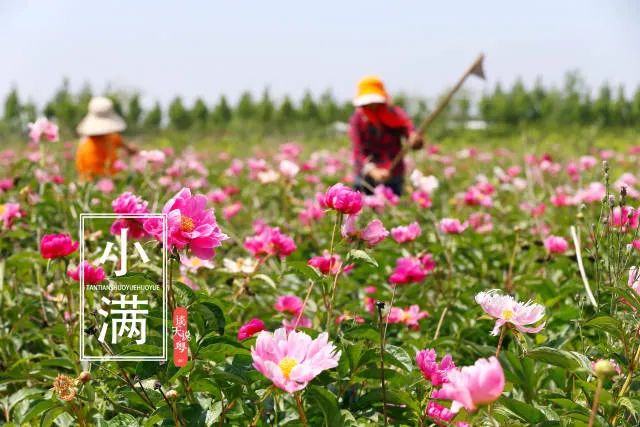 Preparing for the Humid and Hot Days of the Year: Tips for Health During Xiaoman