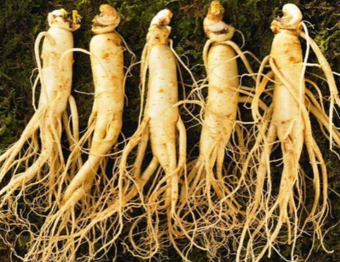 What Are the Benefits of Drinking Ginseng Infused Water? Four Types of People Who Should Avoid Ginseng
