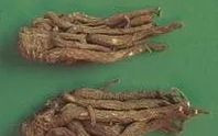 Bencao Gangmu: Angelica Sinensis (Dang Gui)