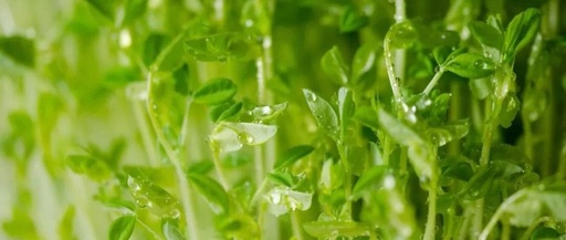 Spring Foods to Promote Blood Circulation and Enhance Yang Energy
