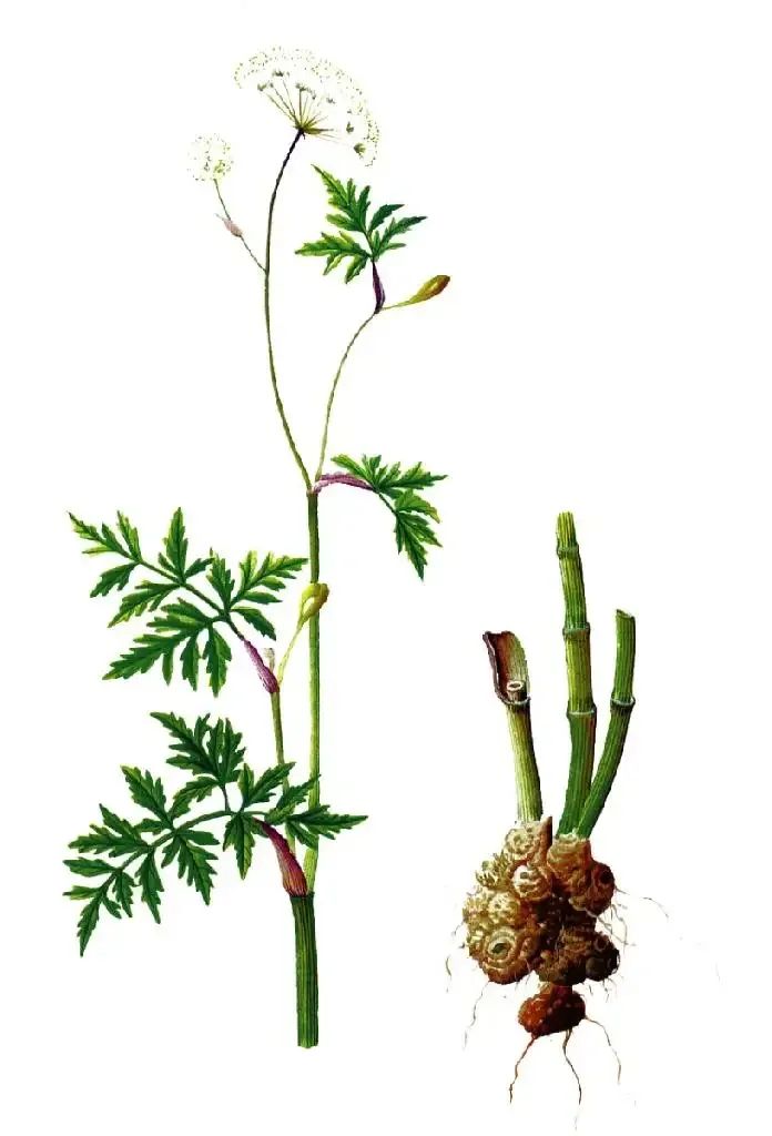 Daily Herb: Chuanxiong (Ligusticum chuanxiong)