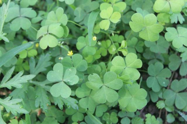 A Comprehensive Guide to 50 Common Medicinal Herbs in Rural China
