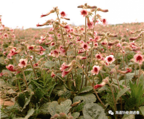 Daily Study of a Chinese Herb: Rehmannia
