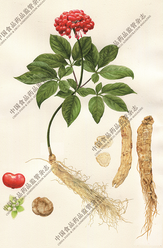 Exploring the Essence of Traditional Chinese Medicine: Ginseng