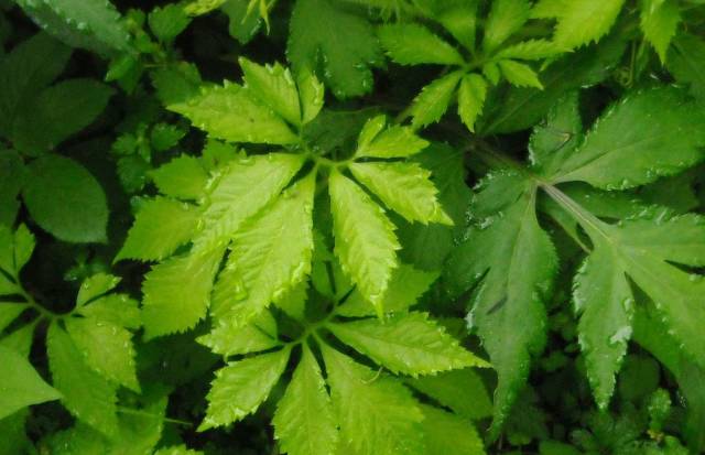 A Comprehensive Guide to 50 Common Medicinal Herbs in Rural China