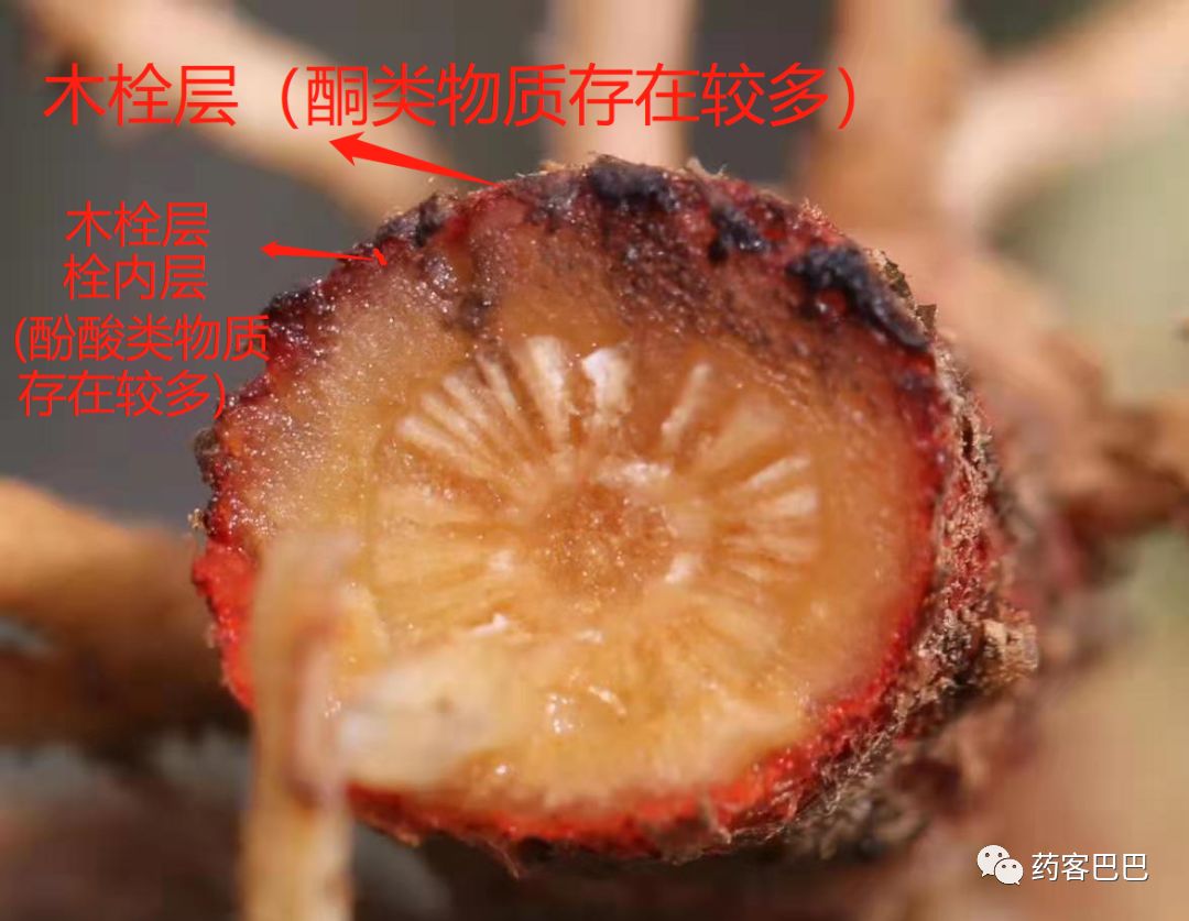 In-Depth Understanding of Dan Shen (Salvia miltiorrhiza)
