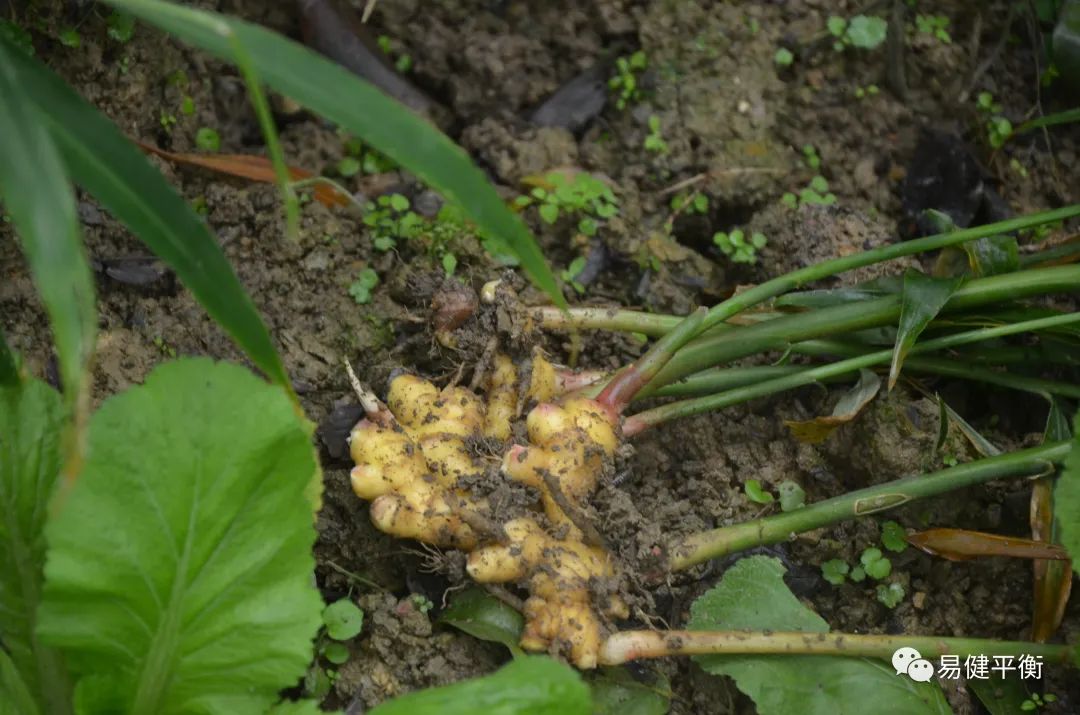 Understanding Gan Jiang: The King of Ginger - Jun Jiang
