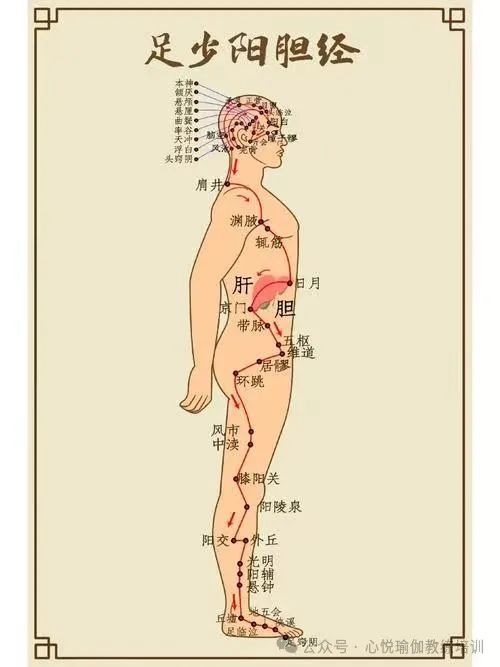 The Dai Mai: The "Belt" of Health and Wellness in the Human Body