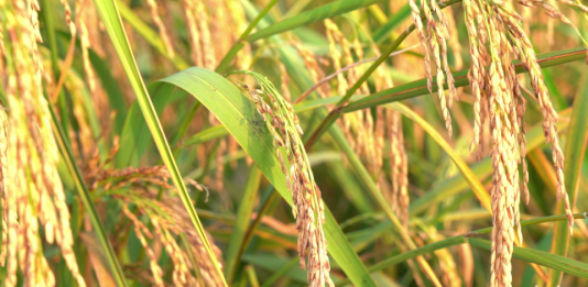 The Value of Whole Grains: Nourishing with the Five Grains