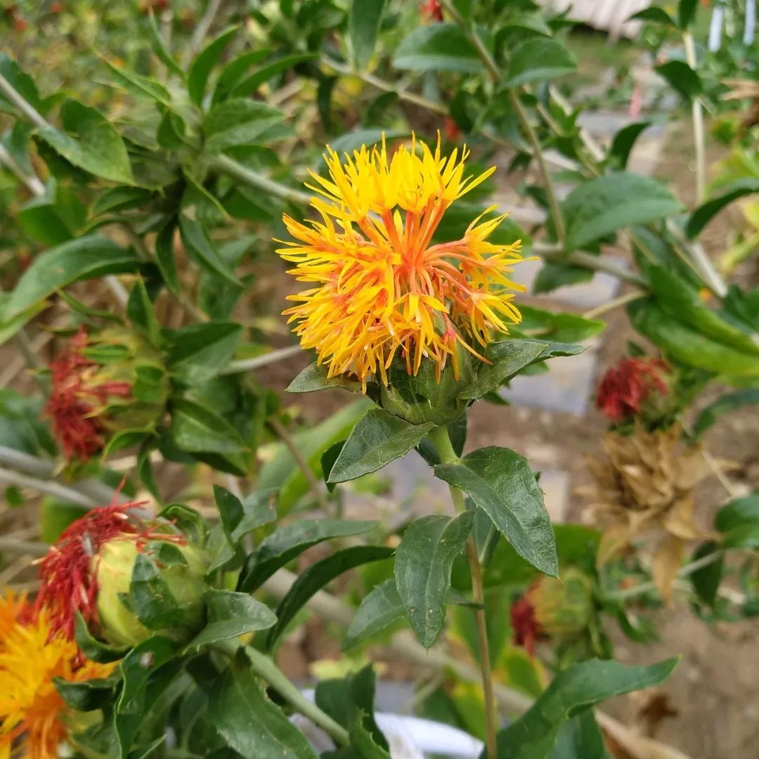 Safflower: A Healthy Nutritional Oil