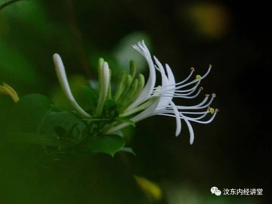 Understanding Wind-Heat Cold in Traditional Chinese Medicine