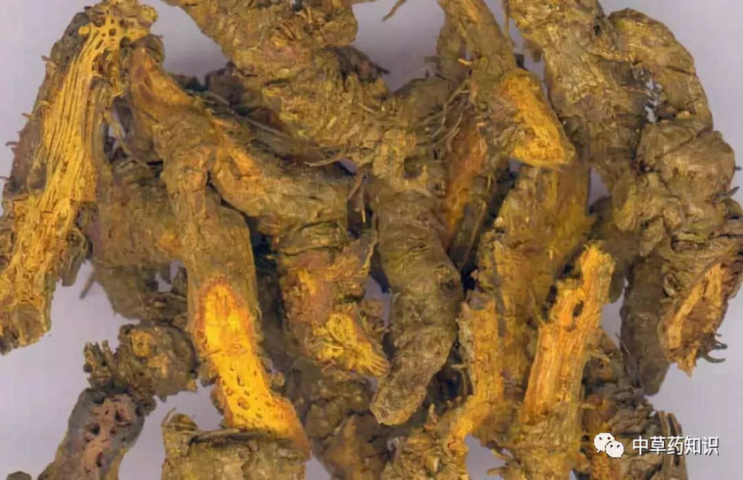 Traditional Chinese Medicine Herb: Huang Lian (Coptis chinensis)