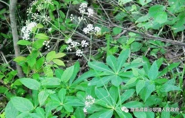 Cultivation Techniques of Codonopsis (A Must-Read for Planting)