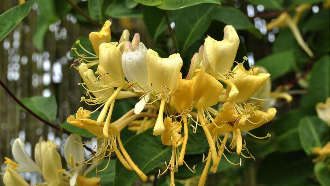 The First Flower of Summer: Honeysuckle! Be Careful Not to Pick the Wrong One