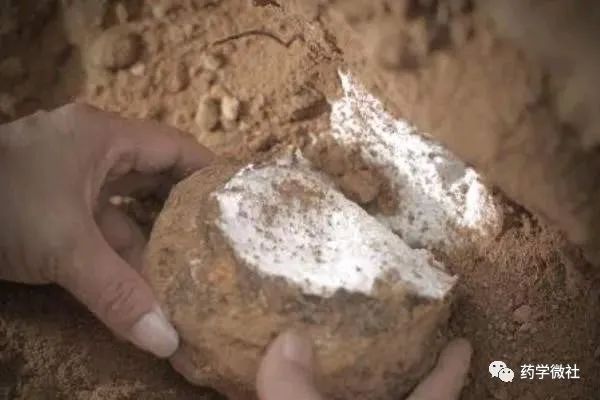 Cultivation and Management of Poria Cocos