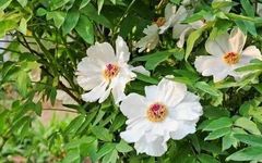 The Magical Effects and Functions of Bai Shao (White Peony)