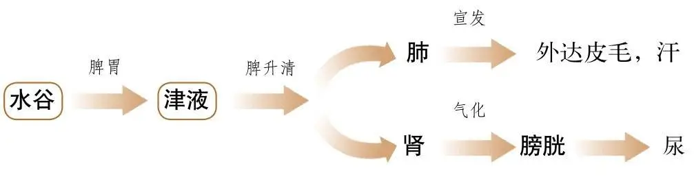 Foundations of Traditional Chinese Medicine: Functions of the Five Organs and Six Bowels