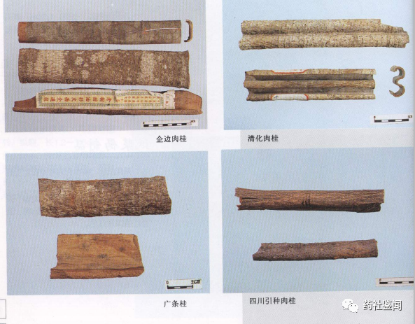 Cinnamon Bark (Rougui) - A Comprehensive Overview