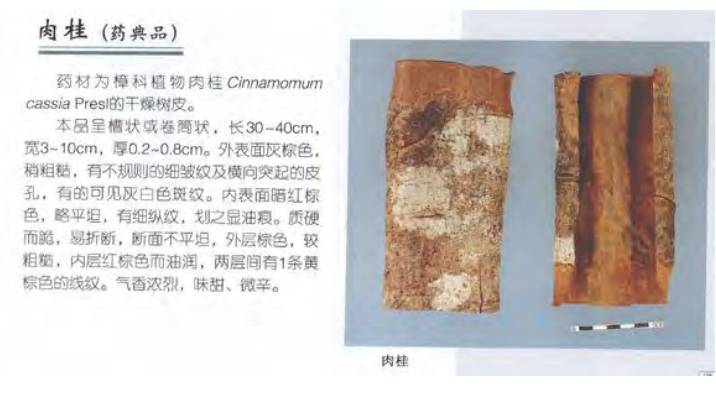 Traditional Chinese Medicine Herb: Cinnamon