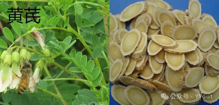 Secret Recipe for Treating Colitis by Renowned Physician Tang Chengzu: Fu Zheng Qu Xie Decoction