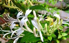 The Efficacy, Uses, and Contraindications of Honeysuckle (Jin Yin Hua)