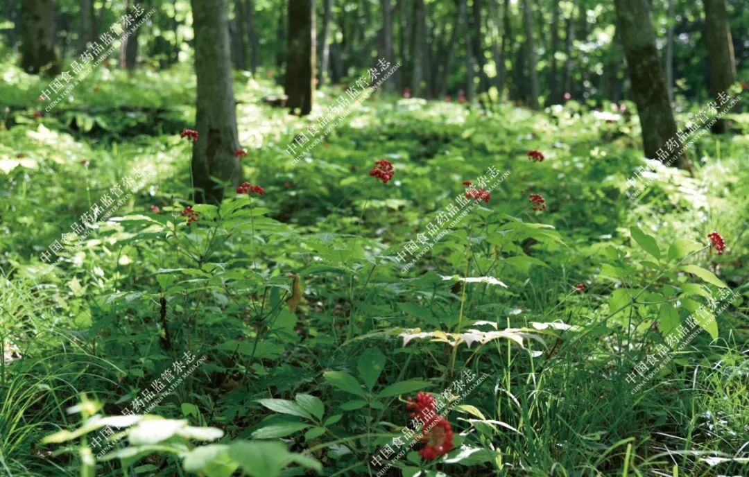 Exploring the Essence of Traditional Chinese Medicine: Ginseng