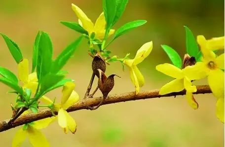 Daily Learning of a Chinese Herb: Lian Qiao (Forsythia suspensa)