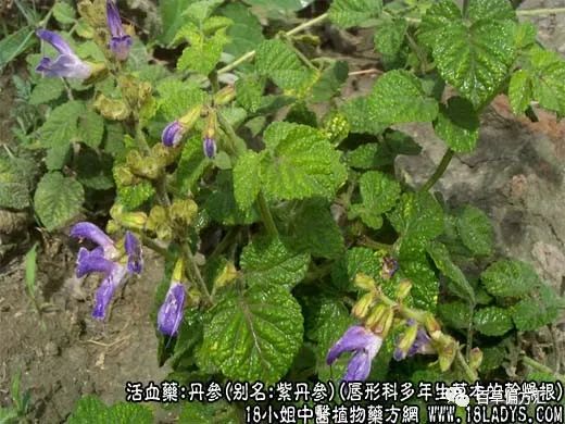 The Efficacy and Functions of Dan Shen (Salvia miltiorrhiza)