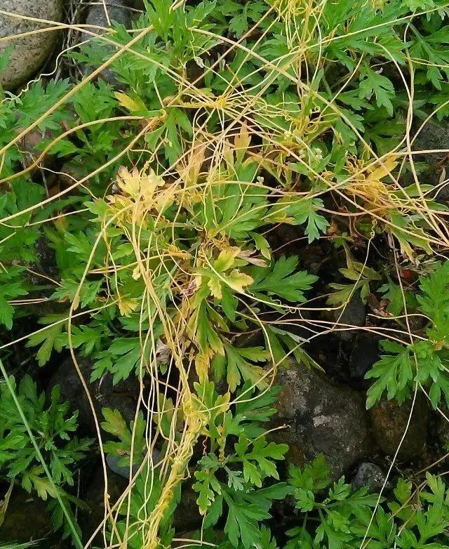 Exploring Chinese Medicinal Herbs: A Journey into the Compendium of Materia Medica (Part II)
