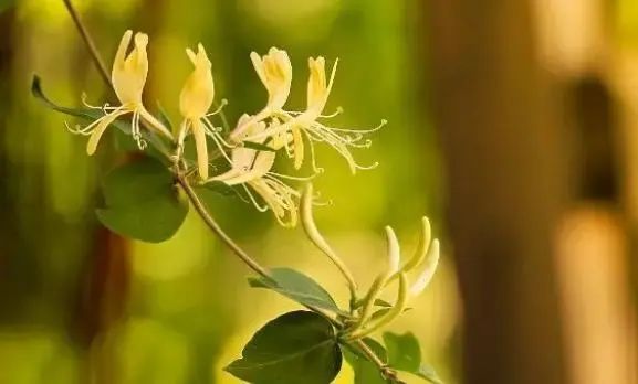 What Are the Benefits of Drinking Honeysuckle Tea? Key Points to Know to Avoid Misuse