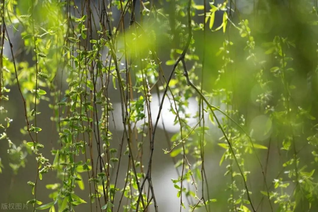 The Yin-Yang Path to Spring Weight Loss: Natural Principles for Balancing Metabolism