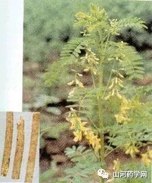 Traditional Chinese Medicine: Astragalus Root (Huang Qi)